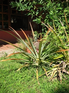 2007-01  280 Ananasplant
