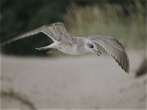 Pouri  (Finland)