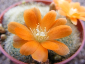 rebutia  archibuiningiana