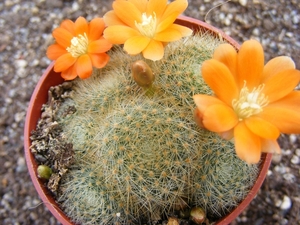 rebutia  archibuiningiana.                                       