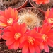 rebutia  fiabrigii