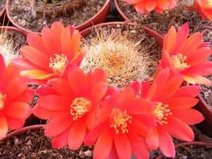 rebutia  fiabrigii