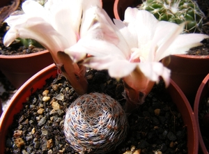 rebutia  haagei . v . canacruzensis   wr 642