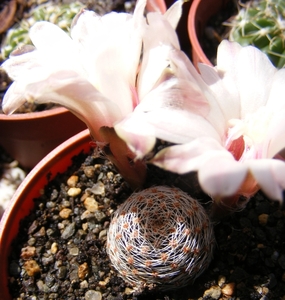 rebutia  haagei . v . canacruzensis   wr 642.                    