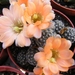 rebutia  haagei . v . tirivensis