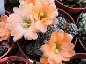 rebutia  haagei . v . tirivensis