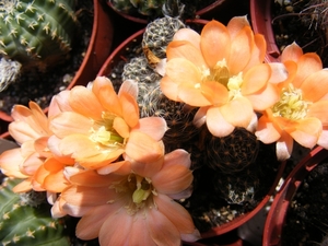 rebutia  haagei . v . tirivensis.                                