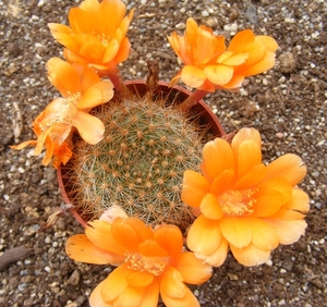 rebutia  kieslingii.                                             