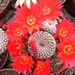 rebutia  krainziana  red