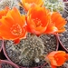 rebutia  pettersonii