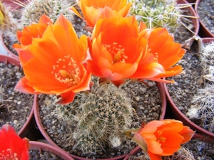 rebutia  pettersonii