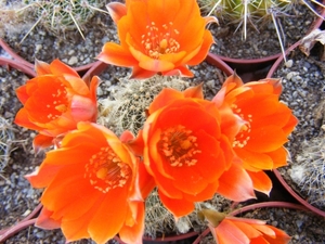 rebutia  pettersonii.                                           2