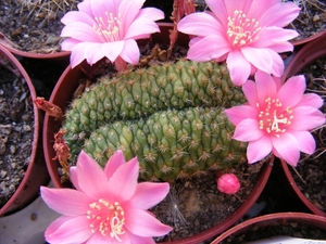 rebutia  violaciflora  . v . knutiana  cris