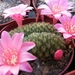 rebutia  violaciflora  . v . knutiana  cris.                     