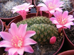 rebutia  violaciflora  . v . knutiana  cris.                     