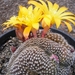 rebutia   krainzsiana  yellow  crest       2