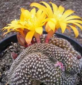 rebutia   krainzsiana  yellow  crest       2