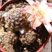 rebutia  canteileralii . v . applanata