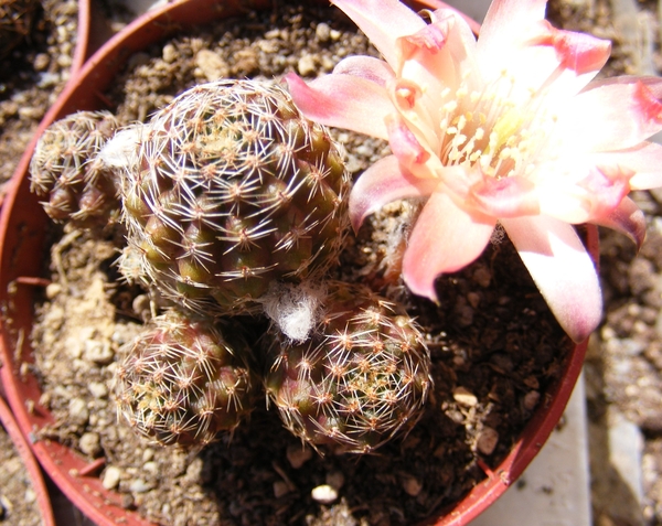 rebutia  canteileralii . v . applanata
