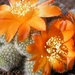 REBUTIA  FABRISII.V. NANA