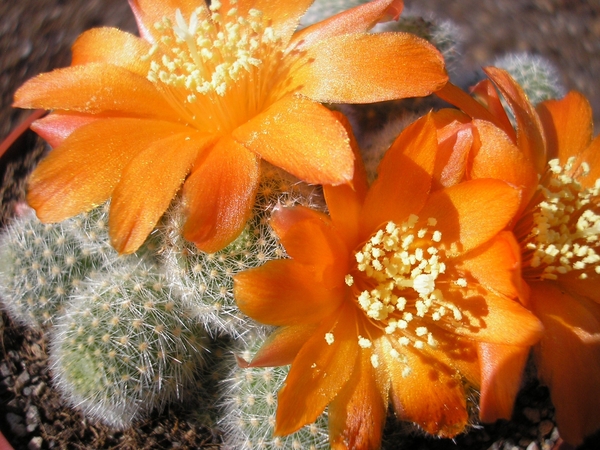 REBUTIA  FABRISII.V. NANA