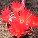 rebutia  krainziana    red fl