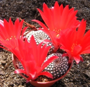 rebutia  krainziana    red fl.                          2