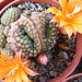 rebutia  krainziana   mons.                                      