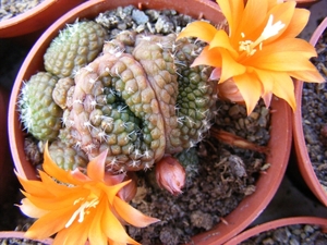 rebutia  krainziana   mons.                                      