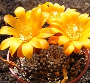 rebutia  krainziania  yellow.                                    