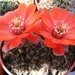 rebutia  pygmaea . v . iscayachensis.                            