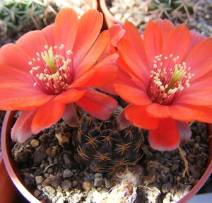 rebutia  pygmaea . v . iscayachensis.                            