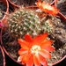 rebutia  sumayana  wr 738