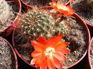 rebutia  sumayana  wr 738