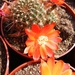 rebutia  sumayana  wr 738.                                       