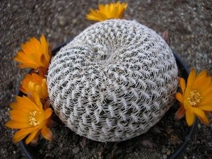 rebutia arenacea