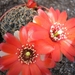 rebutia atrovirens.v.haefneriana.  2