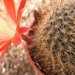 rebutia graciflora