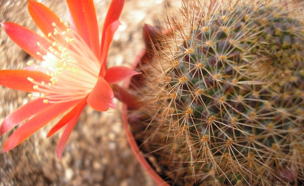 rebutia graciflora