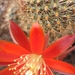 rebutia graciflora.  2