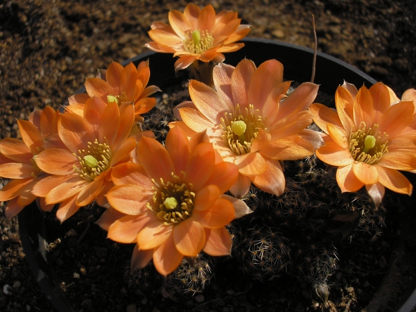 rebutia haagi.v.tirivensis