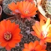 rebutia hasfineri