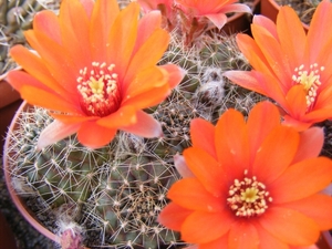 rebutia hasfineri.                                      2