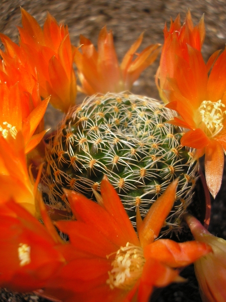 rebutia heliosa sp.van condor 2