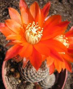 rebutia heliosa.v.cajascensis