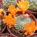 rebutia krainiana.       or                                   2