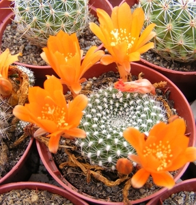 rebutia krainiana.       or                                   2