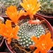 rebutia krainziana