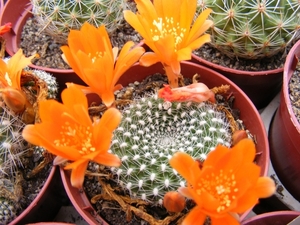 rebutia krainziana