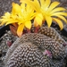 rebutia kraniziana   yellow crest